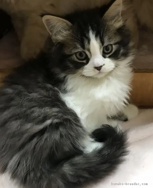 kotao 様のお迎えした子猫