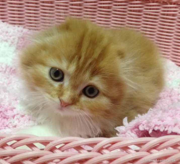 甲子園　猫好き 様のお迎えした子猫