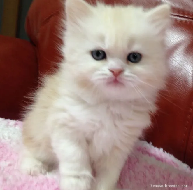 ID：1603-00081の子猫