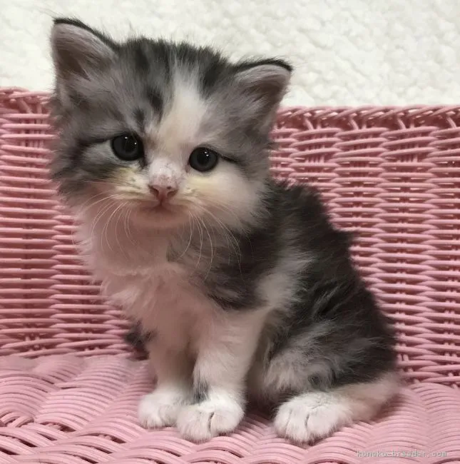 ID:1808-00227の子猫