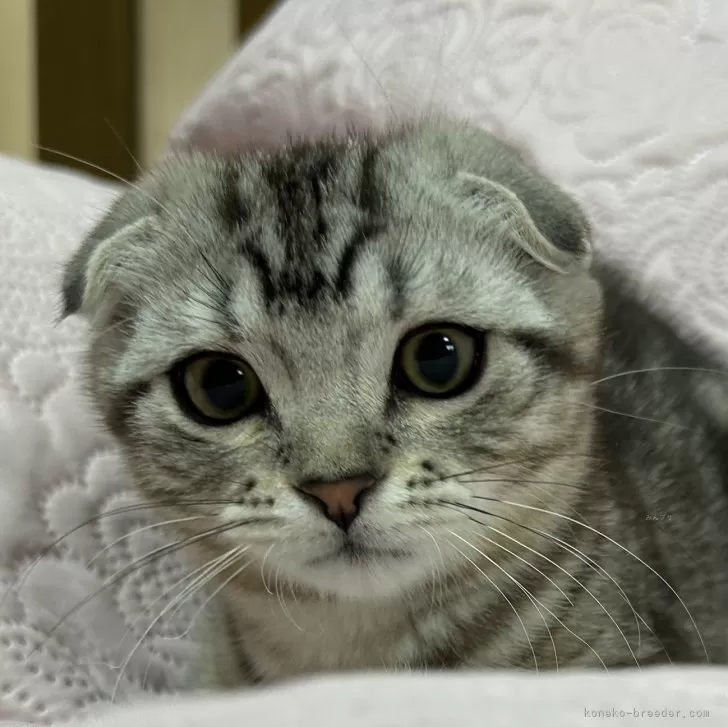 みーさん 様のお迎えした子猫