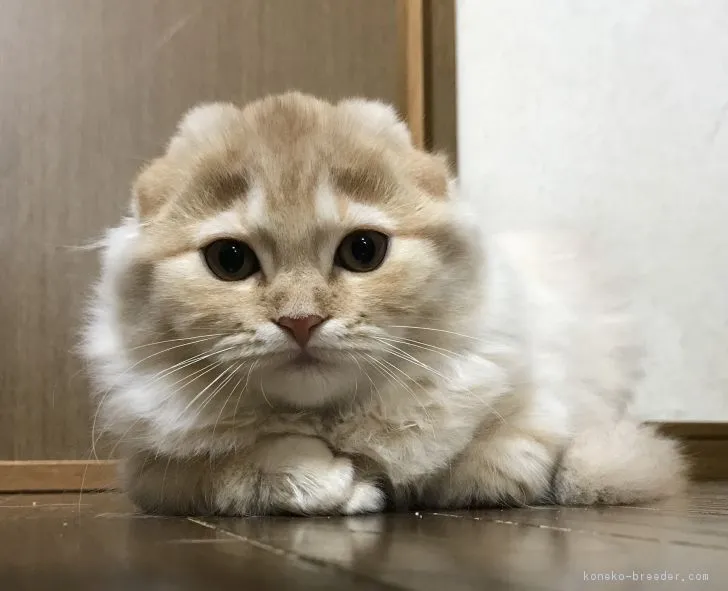 前川　忠彦 様のお迎えした子猫