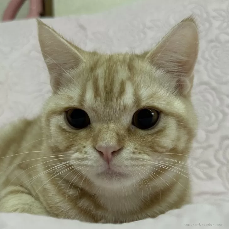 ID:2408-00065の子猫