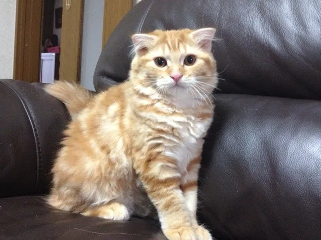ID:1407-00109の子猫