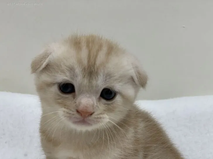 ID：2005-02560の子猫