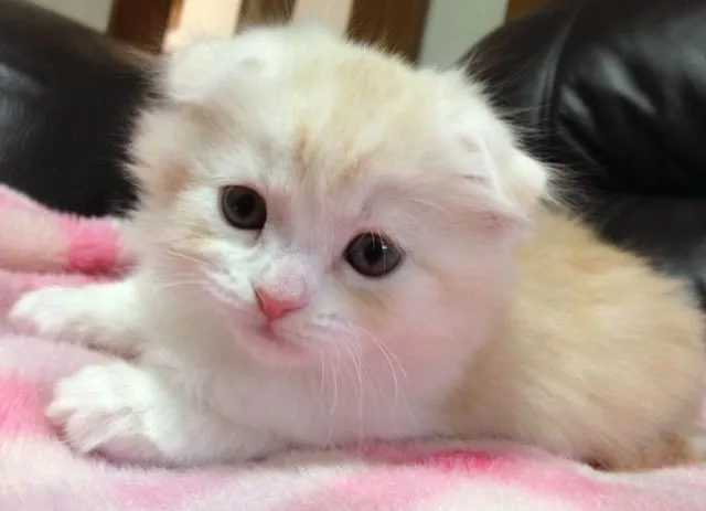 ニワ Fran 様のお迎えした子猫