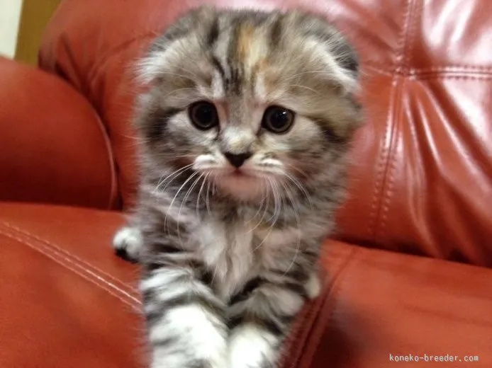 ID：1507-00196の子猫