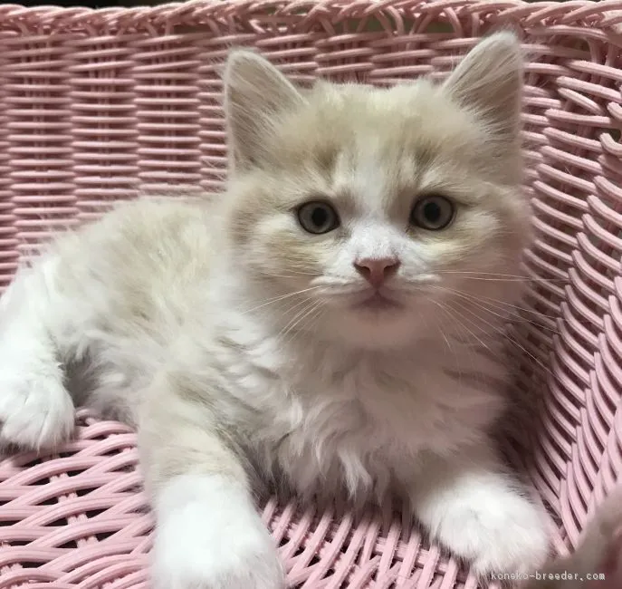 ID：1808-00228の子猫