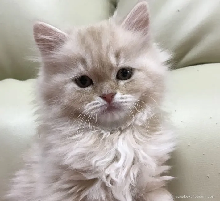 ID：1702-00257の子猫