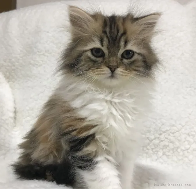 ID：1802-00268の子猫