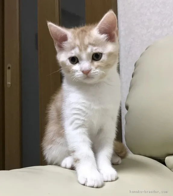 ままさん 様のお迎えした子猫