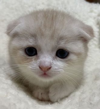 スコティッシュフォールド(折れ耳)【大阪府・女の子・2021年4月17日・カメオタビー&ホワイト（ショートヘアー）】の写真「丸顔の折れ耳ちゃんで、ホント超可愛いです♫」