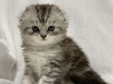 スコティッシュフォールド(折れ耳)【大阪府・女の子・2020年7月10日・シルバータビー（ロング ヘアー）】の写真「とってもハッキリした顔立ちで綺麗な女の子です♫」