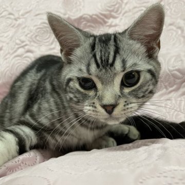 スコティッシュフォールド(立ち耳)【大阪府・男の子・2023年1月30日・シルバータビー（ショートヘアー）】の写真「とってもキリリと整ったお顔です。性格も甘えん坊さん」