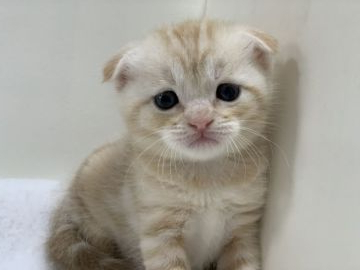 スコティッシュフォールド(折れ耳)【大阪府・女の子・2020年5月6日・カメオタビー（ショート ヘアー）】の写真「少し垂れ目ぎみの可愛い女の子です♡」