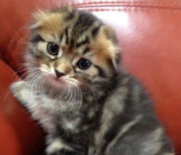 スコティッシュフォールド【大阪府・男の子・2016年8月16日・ブラウンタビー（ロング ヘアー）】の写真「可愛い可愛いイケニャンです♡」