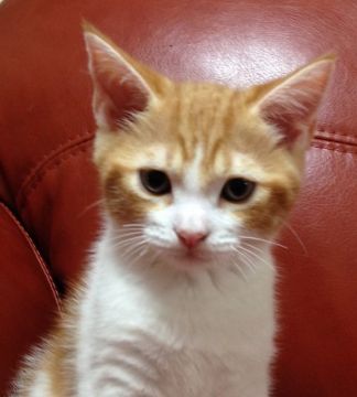 スコティッシュフォールド【大阪府・男の子・2016年5月14日・レッドタビー&ホワイト（ショートヘアー）】の写真「ガッチリボディのおっとりさん♡」