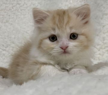 スコティッシュフォールド(立ち耳)【大阪府・男の子・2020年1月8日・カメオタビー（ロング ヘアー）】の写真「優しい雰囲気の男の子です☆」