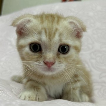 スコティッシュフォールド(折れ耳)【大阪府・男の子・2023年7月7日・レッドタビー（ショートヘアー）】の写真「1番お目々が大きいイケニャン君です♫」