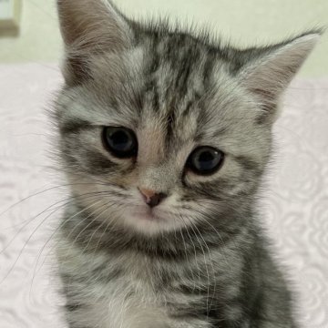 スコティッシュフォールド(立ち耳)【大阪府・女の子・2023年1月30日・シルバーパッチドタビー（ショートヘアー）】の写真「大人しめのおしとやかな女の子で性格
も優しいです」
