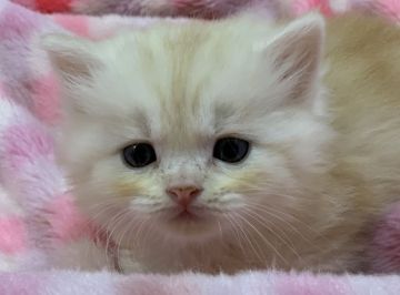 スコティッシュフォールド(立ち耳)【大阪府・男の子・2019年1月10日・カメオタビー（ロング ヘアー）】の写真「元気いっぱいな男の子🎵」