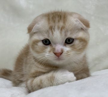 スコティッシュフォールド(折れ耳)【大阪府・男の子・2020年11月3日・カメオタビー（ショート ヘアー）】の写真「まん丸でコロコロとまるでドラえもんみたいです(o^」