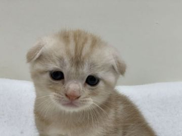 スコティッシュフォールド(折れ耳)【大阪府・男の子・2020年5月6日・カメオタビー（ショート ヘアー）】の写真「優しい雰囲気の男の子です☆」