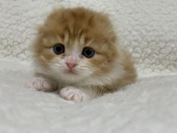 スコティッシュフォールド(折れ耳)【大阪府・男の子・2020年1月8日・レッドタビー&ホワイト（ロング ヘアー）】の写真「童顔の可愛い男の子です♫」