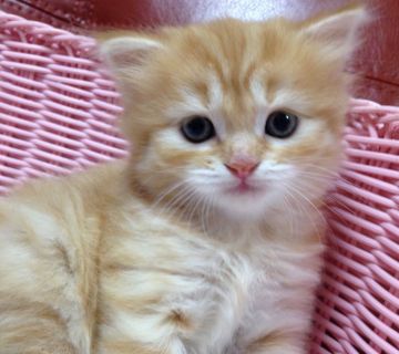 スコティッシュフォールド【大阪府・女の子・2016年8月16日・レッドタビー（ロング ヘアー）】の写真「綺麗な瞳な美猫ちゃん♡」