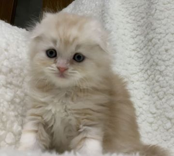 スコティッシュフォールド(折れ耳)【大阪府・男の子・2020年1月8日・カメオタビー（ロング ヘアー）】の写真「とっても上品なお顔の優しい男の子です(^^)」
