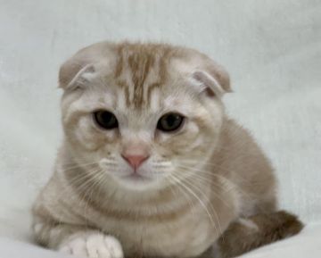 スコティッシュフォールド(折れ耳)【大阪府・男の子・2020年11月3日・カメオタビー（ショート ヘアー）】の写真「性格は穏やかで優しい男の子です♪」