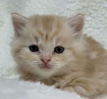 スコティッシュフォールド(折れ耳)【大阪府・男の子・2019年1月10日・ロング ヘアー（カメオタビー）】の写真「かなりのイケニャン君です🎵」