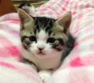 スコティッシュフォールド【大阪府・男の子・2014年11月17日・ブラウンタビー&ホワイト】の写真1「凛々しいですよ♪」