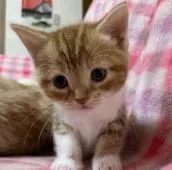 スコティッシュフォールド(立ち耳)【大阪府・女の子・2021年4月17日・レッドタビー&ホワイト】の写真1「柄はクラシックタビーで可愛いです。」