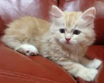 スコティッシュフォールド【大阪府・女の子・2016年6月22日・レッドタビー&ホワイト】の写真2「美猫ちゃんです♡」