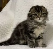 スコティッシュフォールド(折れ耳)【大阪府・男の子・2020年1月8日・ブラウンタビー】の写真2