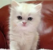 スコティッシュフォールド【大阪府・女の子・2016年1月26日・カメオタビー&ホワイト】の写真2「綺麗な瞳です〜 (*´∀｀*)♪」