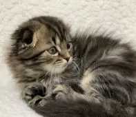 スコティッシュフォールド(折れ耳)【大阪府・男の子・2020年1月8日・ブラウンタビー】の写真3「涼しげな横顔☆」