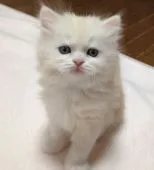 スコティッシュフォールド【大阪府・女の子・2016年1月26日・カメオタビー&ホワイト】の写真4「これから益々、綺麗になる事と思いま(*^-ﾟ)vｨｪｨ♪」