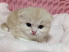 スコティッシュフォールド【大阪府・男の子・2016年1月26日・クリームタビー&ホワイト】の写真4「男の子なので甘えん坊さんで可愛いですよ」