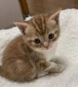 スコティッシュフォールド(立ち耳)【大阪府・女の子・2021年4月17日・レッドタビー&ホワイト】の写真5