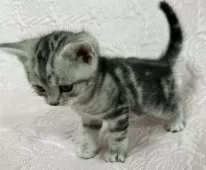 スコティッシュフォールド(立ち耳)【大阪府・男の子・2024年12月1日・シルバータビー】の写真11