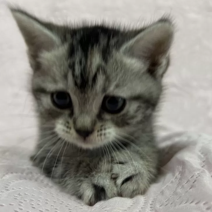 ID:2501-00941の子猫