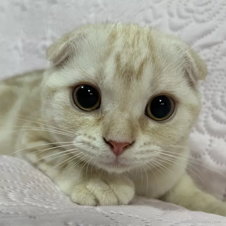 スコティッシュフォールド(折れ耳)【大阪府・女の子・2025年6月24日・カメオタビー】の写真1「フレンドリーな性格ですよ(o^^o)」