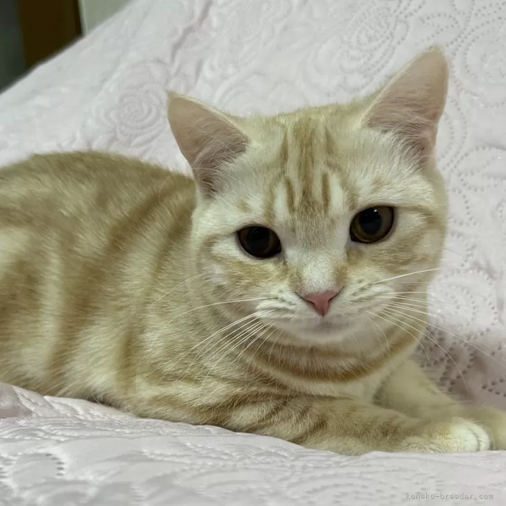 ID：2502-01070の子猫