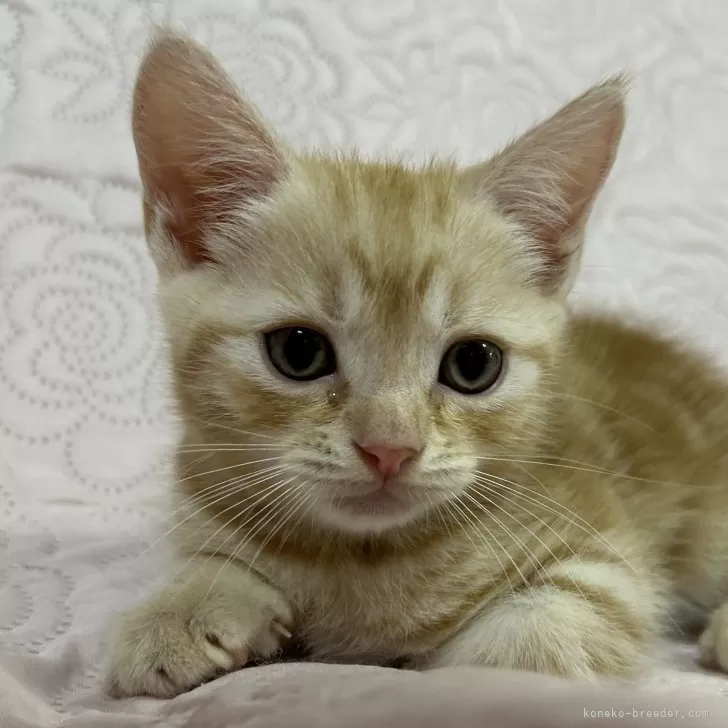M.Y 様のお迎えした子猫