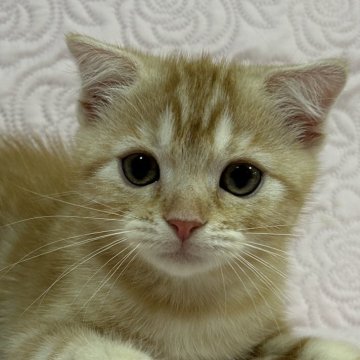 スコティッシュフォールド(折れ耳)【大阪府・女の子・2025年6月24日・レッドタビー（ショートヘアー）】の写真「天真爛漫な性格で可愛いですよ🩷」