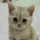 スコティッシュフォールド(立ち耳)【大阪府・男の子・2024年12月29日・カメオタビー】の写真1「とってもシュッ！としたイケニャンくんです🎵」