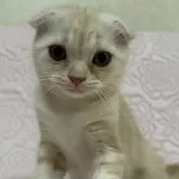 スコティッシュフォールド(折れ耳)