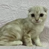 スコティッシュフォールド(折れ耳)【大阪府・女の子・2025年6月24日・カメオタビー】の写真4